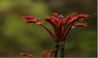 香椿芽可不可以和小葱一起吃 香椿芽和葱花在一起