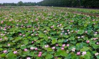 春天种莲花是最佳季节吗 春天种莲花是最佳季节吗