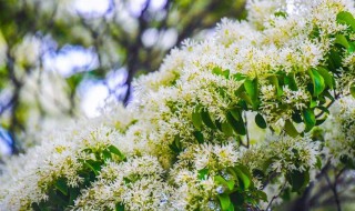 流苏树什么季节开花 流苏树几月份发芽