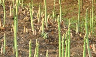 芦笋可以自己留种子吗（芦笋可以自己留种子吗图片）