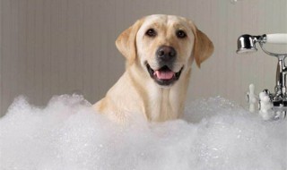 狗狗泡澡的正确方法（狗泡澡有什么好处）