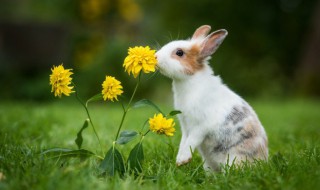 兔子饲养教程 兔子饲养方法