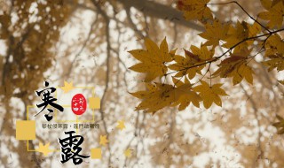 寒露节气养生方法（寒露节气养生方法是什么）