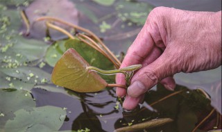 哪些人不能吃莼菜（莼菜可以吃吗）