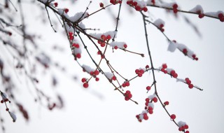 小雪节气走心文案（小雪时节的文案）