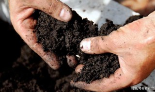 土壤杀虫卵的最好方法 土壤杀虫卵的最好方法知乎
