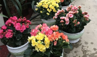 丽格海棠开完花后怎么处理 丽格海棠开完花后怎么处理好