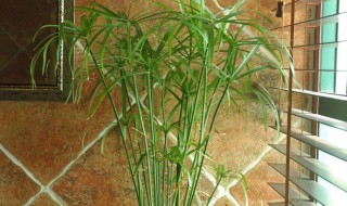 水竹用什么水养最好 水竹用什么样的盆栽美观