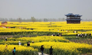 兴化油菜花观赏时间 兴化油菜花观赏时间最新