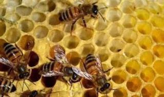 蜜蜂冬天几天喂一次 蜜蜂冬天几天喂一次水