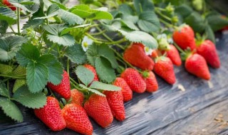 大棚草莓几月份移栽苗 大棚草莓几月种植