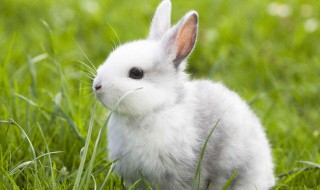 兔子为什么生仔后吃掉小兔子（兔子为什么生仔后吃掉小兔子呢）