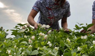 茉莉花怎样栽培 茉莉花怎样栽培?