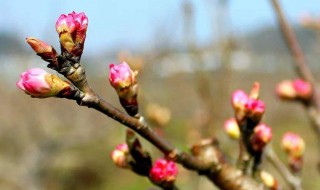 樱桃开花了可以剪枝吗 樱桃开花了还能剪枝吗