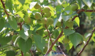 杏树的夏季修剪方法 杏树夏季修剪技术要点