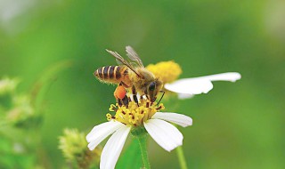 春天找蜜蜂最快方法（春天怎么找野蜜蜂）