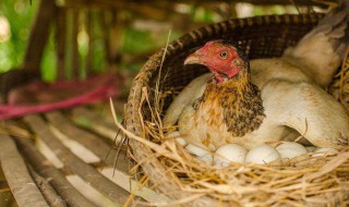 如何辨别母鸡快下蛋的特征 怎么知道母鸡快下蛋的前兆