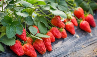 营养土可以种草莓吗 种花的营养土可以种草莓吗