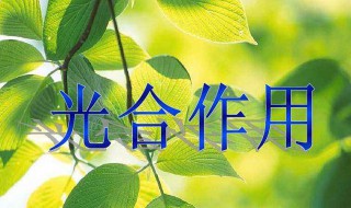 光合作用暗反应能不能产生水（光合作用暗反应能不能产生水分）