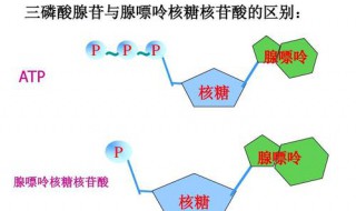 植物光合作用中ATP的生成场所 光合作用中atp的形成部位