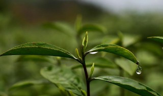 三叶香茶功效与作用（三叶香茶菜真实图片）