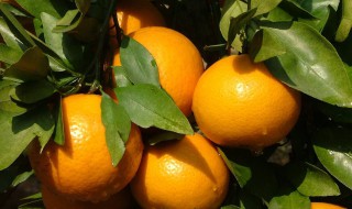 栽桔子的方法 栽橘子的方法
