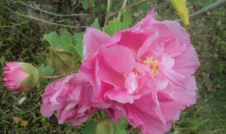 木末芙蓉花作用 木芙蓉花药用价值