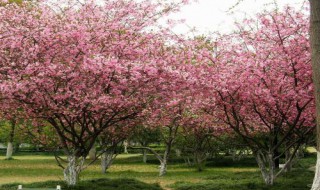 海棠花开的季节什么时候 海棠花开在什么季节?