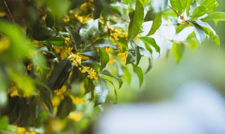 庭院适合种什么树（庭院适合种植什么花和树）