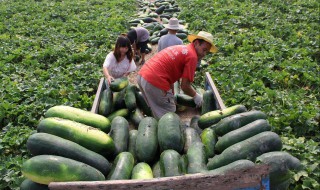 种冬瓜喜欢什么肥（种植冬瓜用什么肥料好）