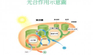 光合作用的光饱和点是什么（光合作用光饱和点的含义）