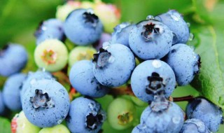 蓝莓哪里产的 一颗梅蓝莓哪里产的