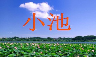 小池这首诗写的是什么季节什么地方（小池这首诗写的是什么季节什么地方的景色）