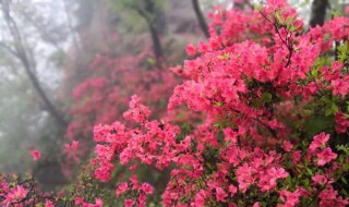 汝阳西泰山杜鹃花什么时候开 河南汝阳西泰山杜鹃山庄图片