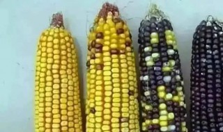 玉米为什么要异花传粉（为什么玉米是异花传粉）
