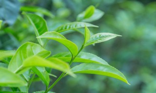 茶树适合种在什么地区 茶树适合种在什么地区最好