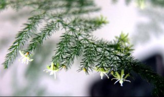 背阴阳台种什么植物好 背阴阳台种什么植物好呢