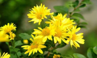 家里能养黄色菊花吗 家里能养黄色菊花吗吉利吗