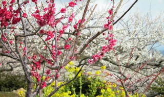 梅花根种植方法 梅花根系