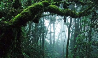 热带雨林探险需要注意什么（热带雨林探险需要注意什么要带什么工具）