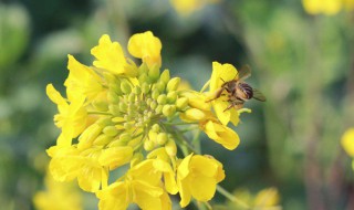 梅子黄时是什么季节 三衢道中梅子黄时是什么季节