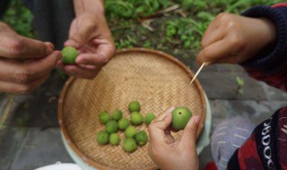 妙招青梅扎洞（青梅扎孔）