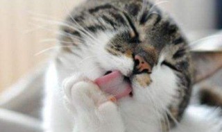 为什么要给猫喝羊奶 为什么要给猫喝羊奶粉