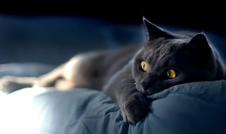 养黑色的猫有什么好处（养黑色的猫好不好?）