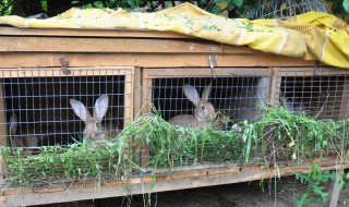 养殖兔技巧（养殖兔的方法和技巧）