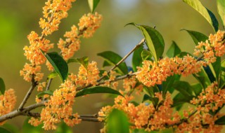 桂花树10月份可以移植吗（桂花树几月移植）