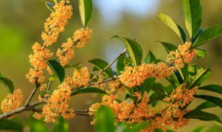 秋季花卉有哪些（秋季花卉都有哪些品种）