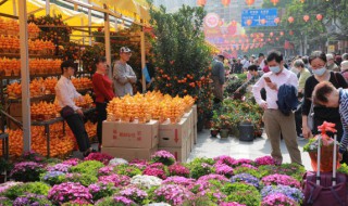 春节家里摆什么花最好 春节家里摆什么花比较好