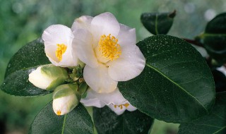 山茶花的品种有哪些（山茶花有什么品种）