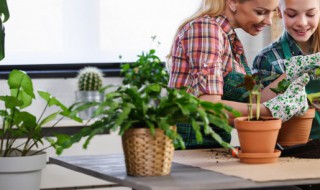 双子叶植物纲分为哪些目（双子叶植物纲植物的主要特征及其类型）